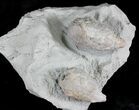 Pair Of Cystoid (Holocystites) Fossils - Indiana #25134-1